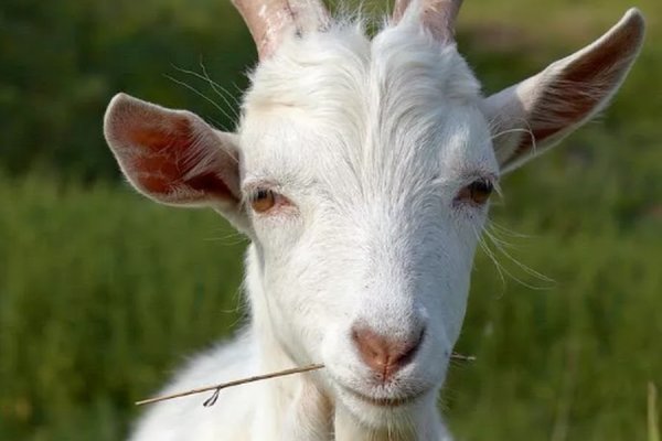 Что случилось с кракеном сайт