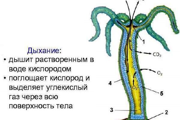 Как войти на сайт кракен