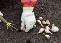 Посадка чеснока под зиму – как получить полезную пряность ранней весной